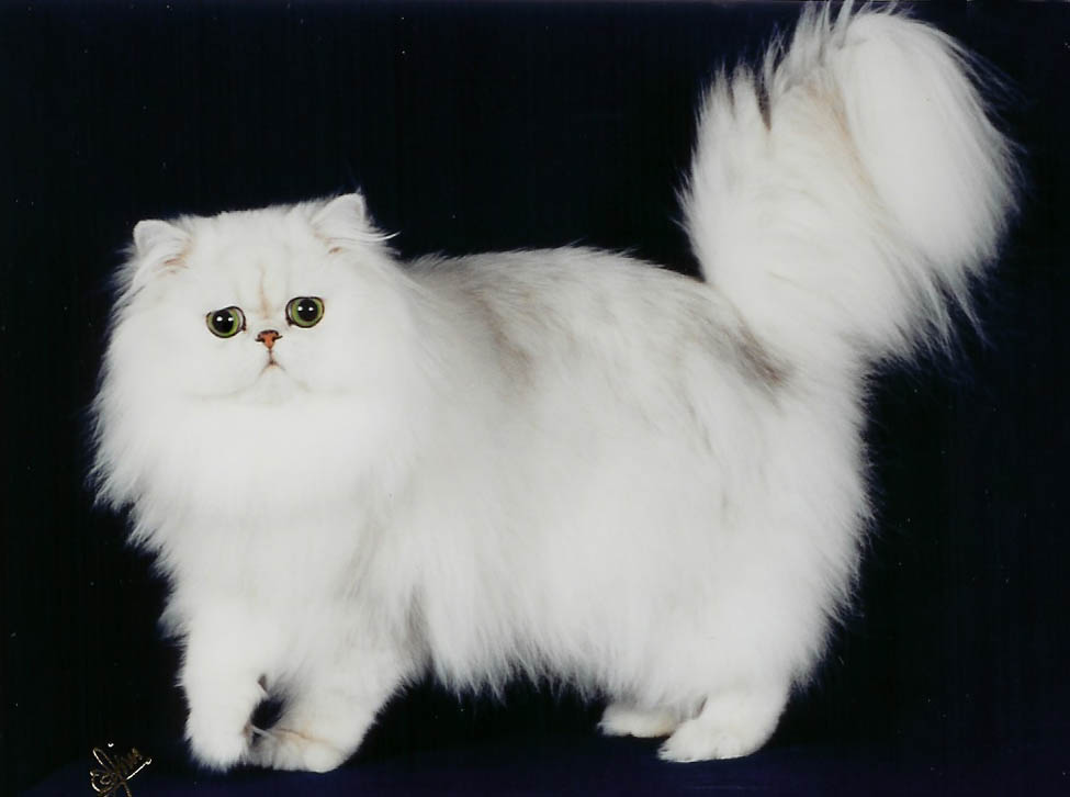 silver tipped chinchilla persian kittens